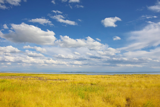 金黄色的达里湖草原美景