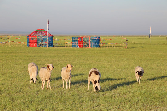 清晨草原上的绵羊
