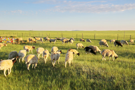草原风光吃草的羊群