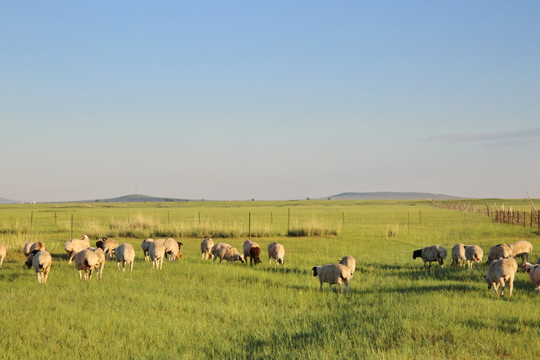 内蒙草原上的羊群