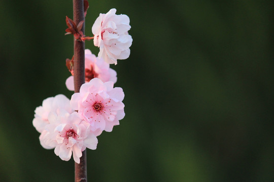 春花