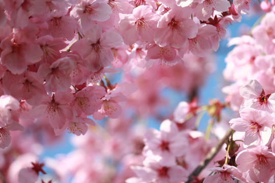 樱花