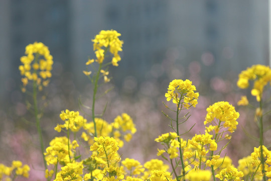 油菜花