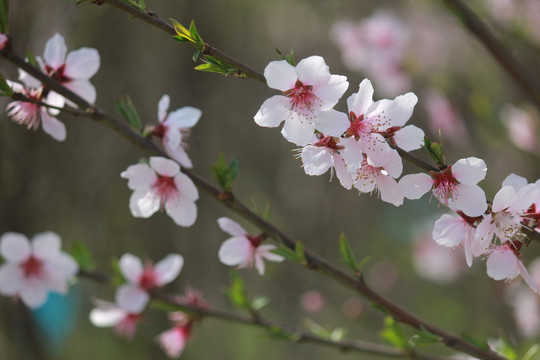 桃花
