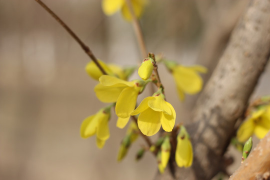 迎春花