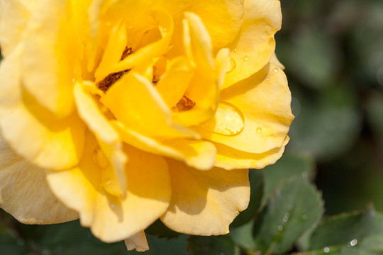 盛开的黄玫瑰