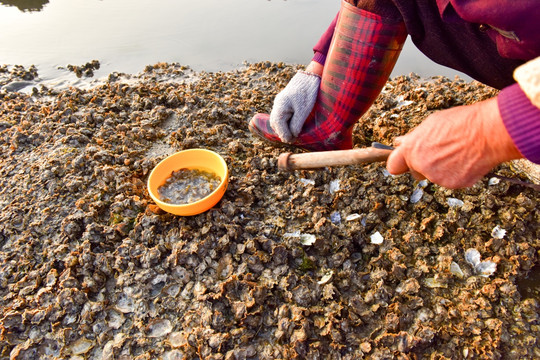 挖海蛎子 女人 海边