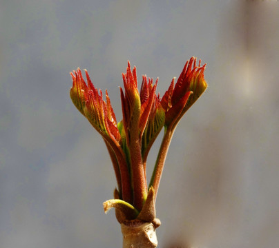 香椿芽