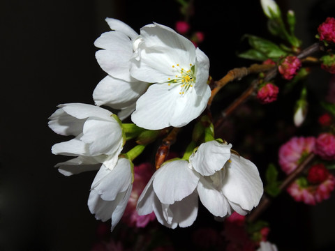 樱桃花