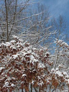 沈阳大雪之红色树叶