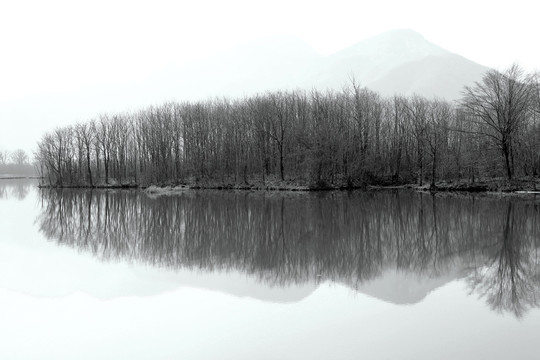 黑白树林 水中倒影