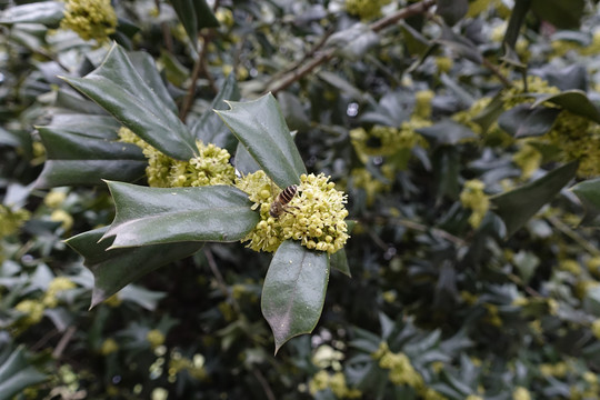 枸骨开花