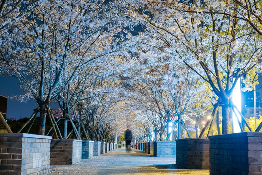 樱花 景观道路