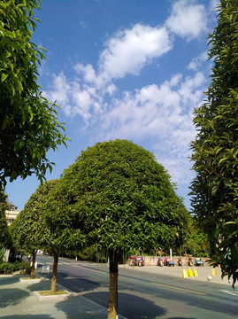 街边景观树