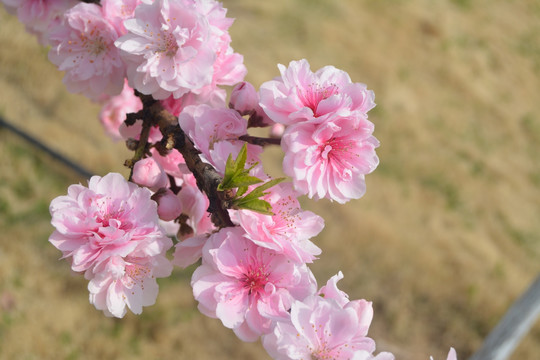 花朵 花卉 微距摄影 春天 红