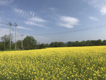 油菜花
