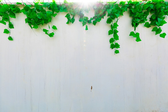 绿叶装饰围墙