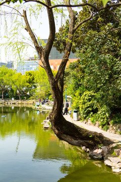 上海长风公园柳树