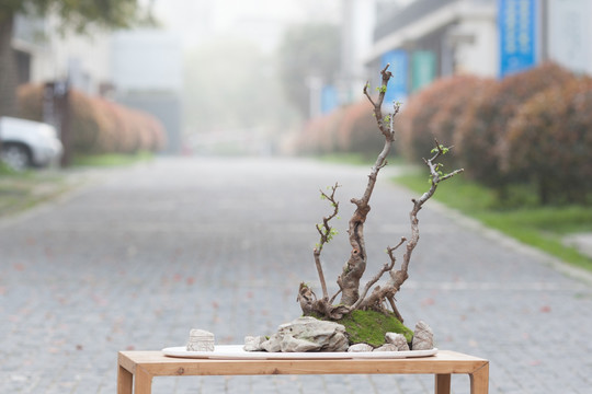 小叶榔榆