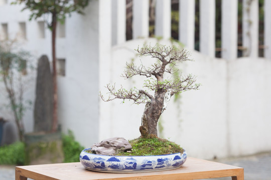 小叶榔榆