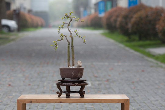 盆景石榴