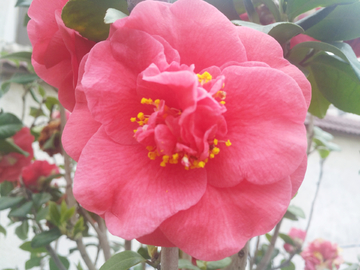 茶花
