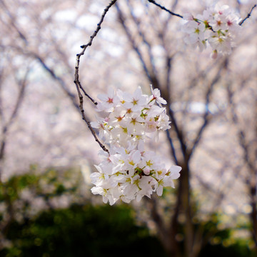 樱花