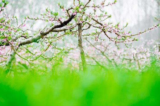 桃花