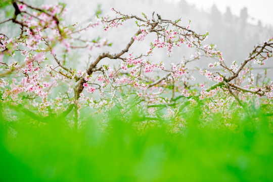 桃花