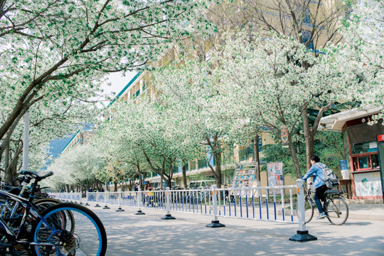 大学里的樱花