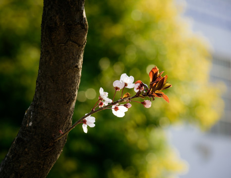 午后的小花