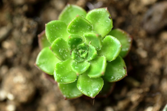 多肉植物高清实拍