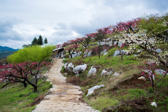 水墨桃花