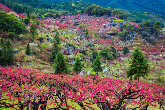 连平桃花