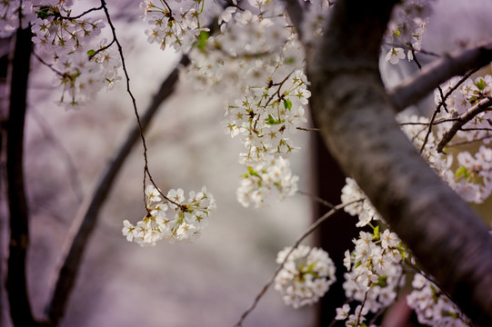 玉渊潭樱花