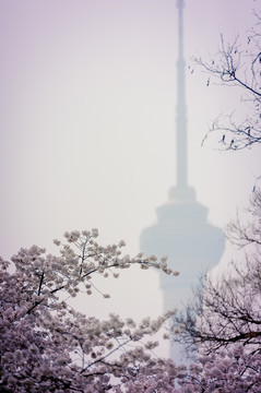 玉渊潭樱花