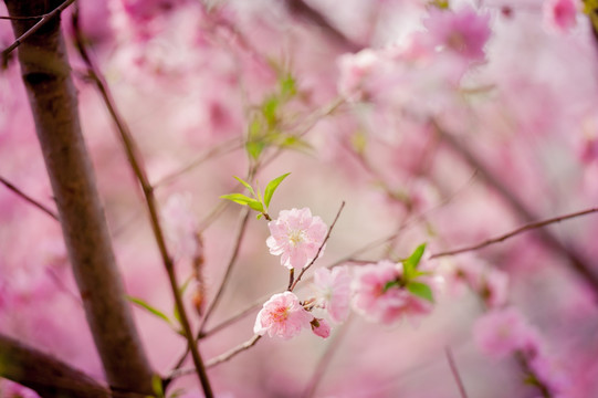 玉渊潭樱花