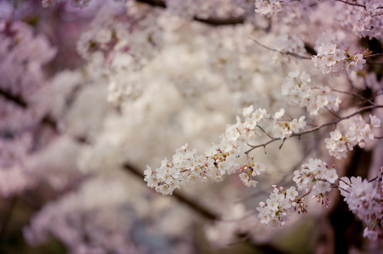 玉渊潭樱花