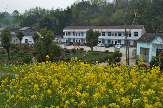 油菜花 美丽乡村