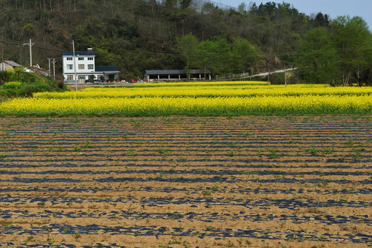 油菜花 美丽乡村