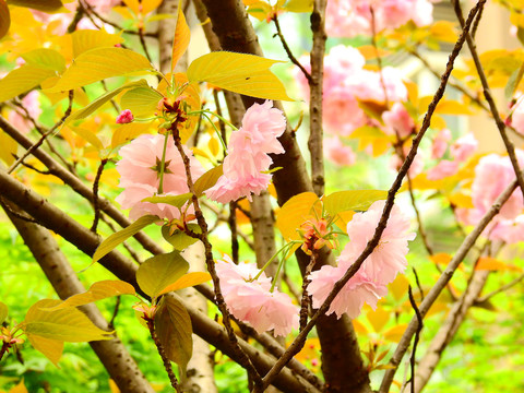 樱花