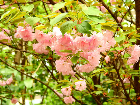 春天樱花