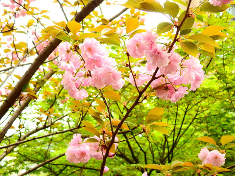 樱花摄影