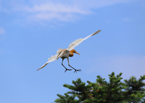 I晴空飞鹭