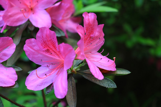 杜鹃花