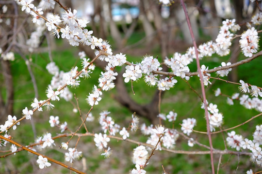 开花的树