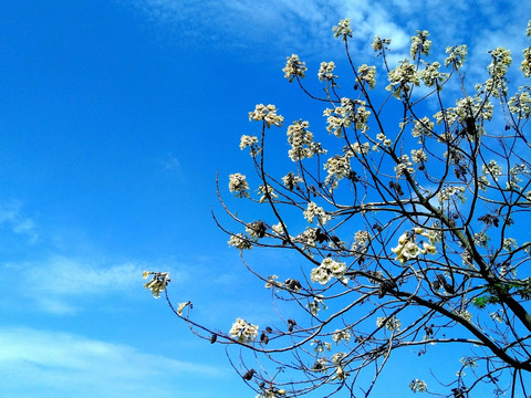桐花