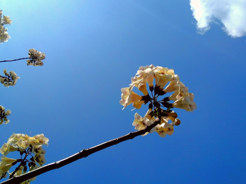 桐树花