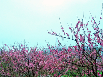桃花