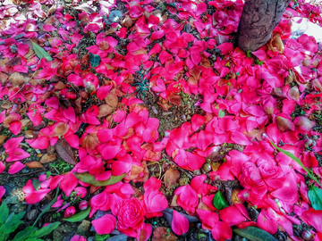 茶花